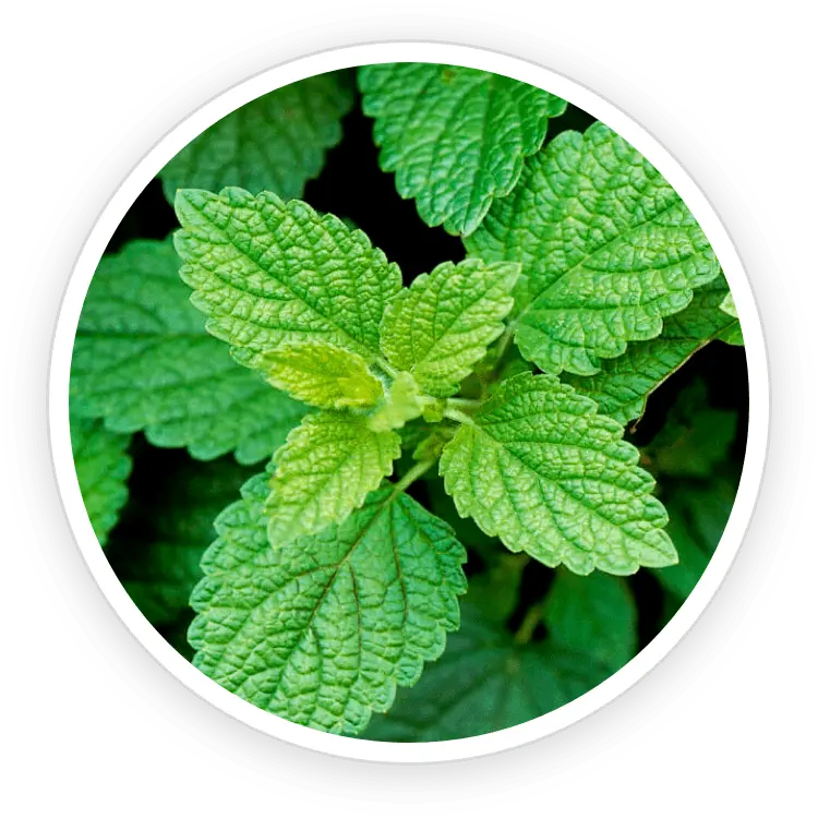 Lemon balm