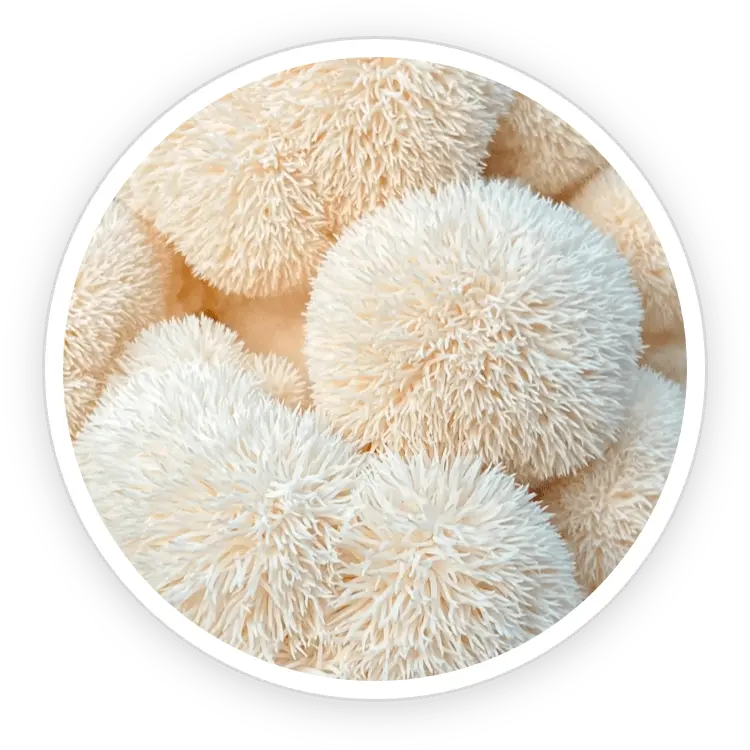Organic lion's mane
