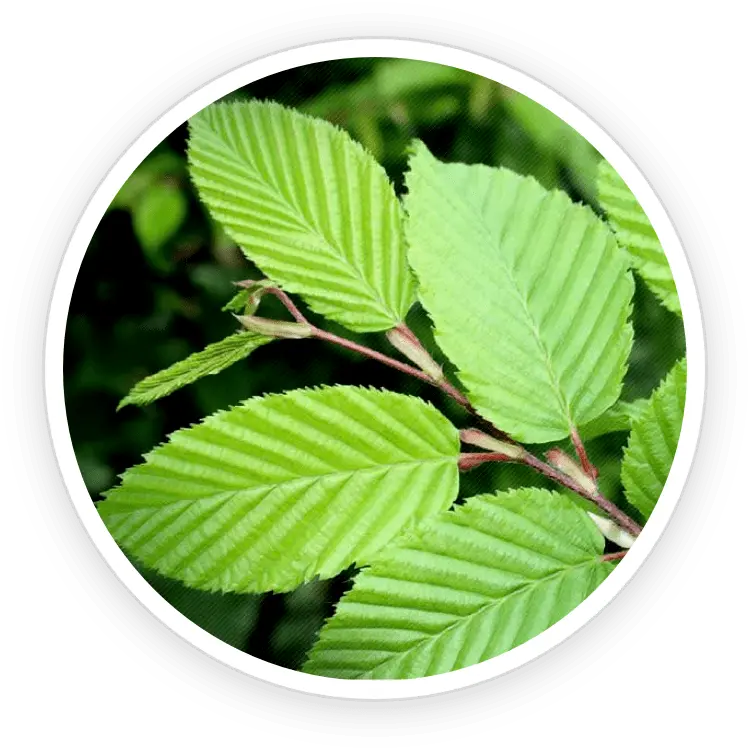 Slippery elm bark